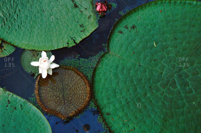 Royal Waterlily aka Victoria Amazonica with white flower (Victoria Regina or Victoria Regia)