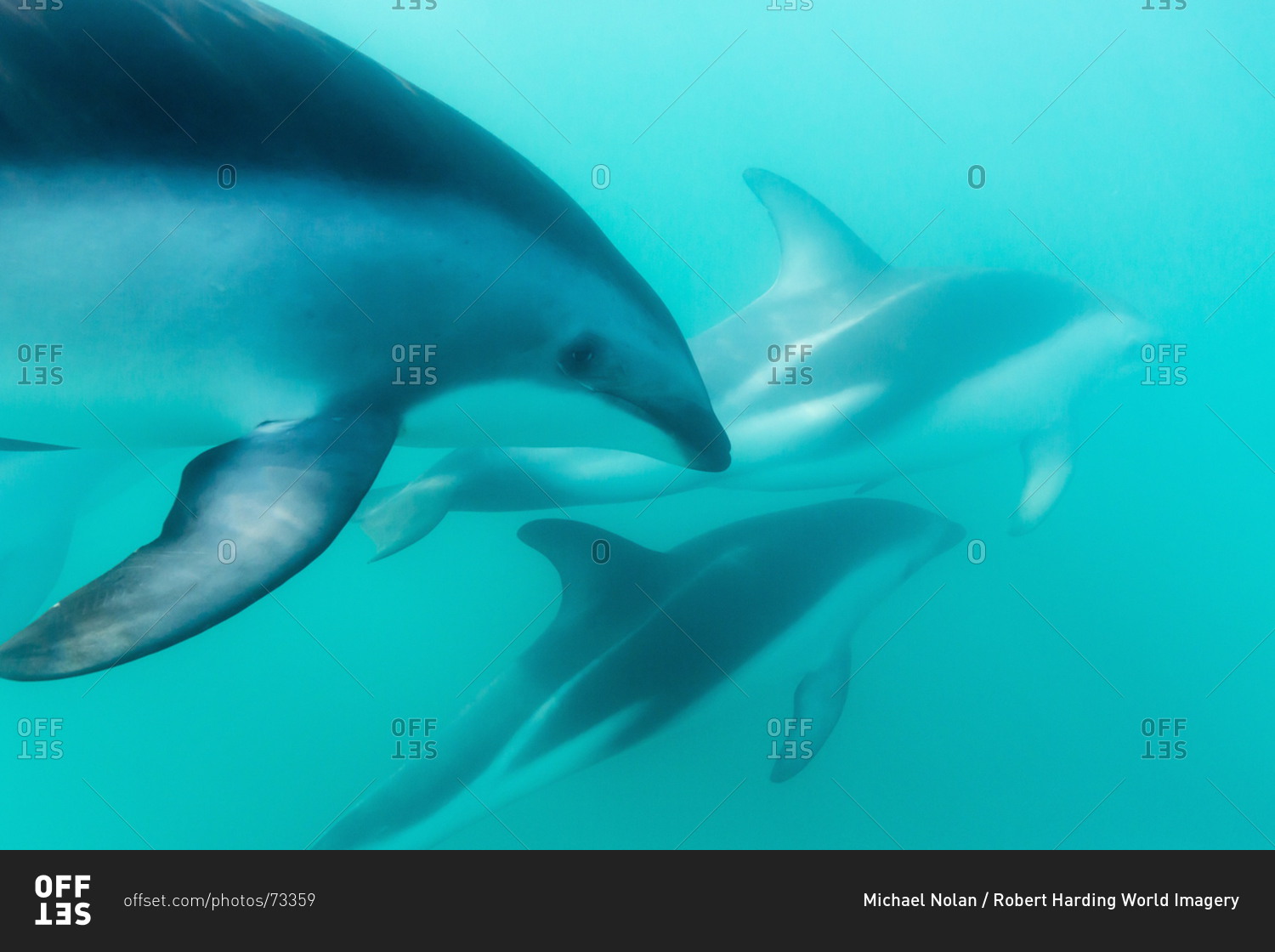 Underwater view of a dusky Dolphins