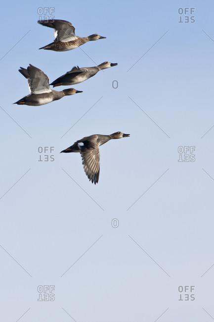 Four northern pintails flying