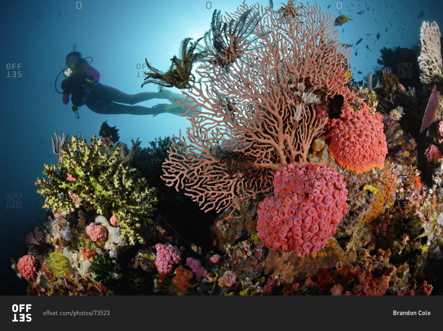 Scuba diver swims overtop rich coral reef, with sea fans, cup corals, crinoids, in tropical Indo-Pacific Ocean region