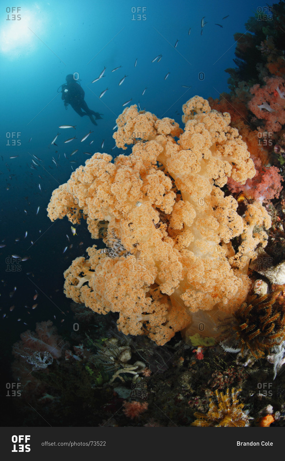 Soft corals and scuba diver in tropical Indo-Pacific Ocean region