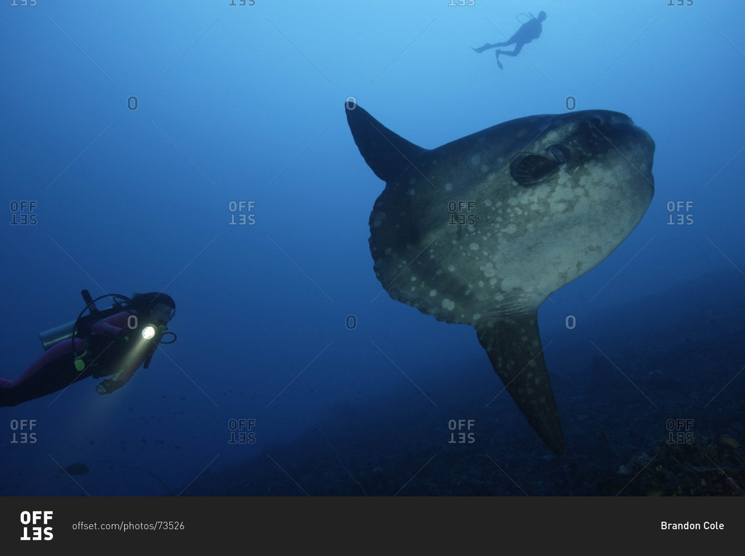 Ocean Sunfish and scuba diver in tropical waters
