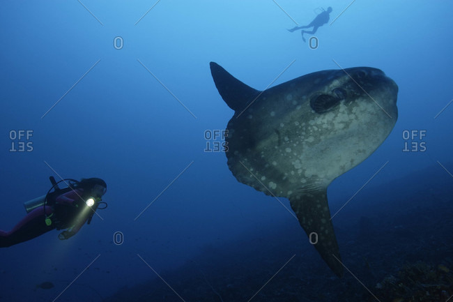 Ocean Sunfish and scuba diver in tropical waters