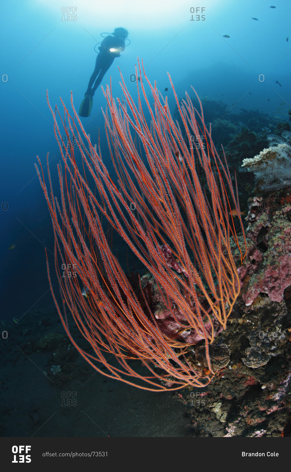 Scuba diver above Sea Whip Corals, tropical Indo-Pacific Ocean region