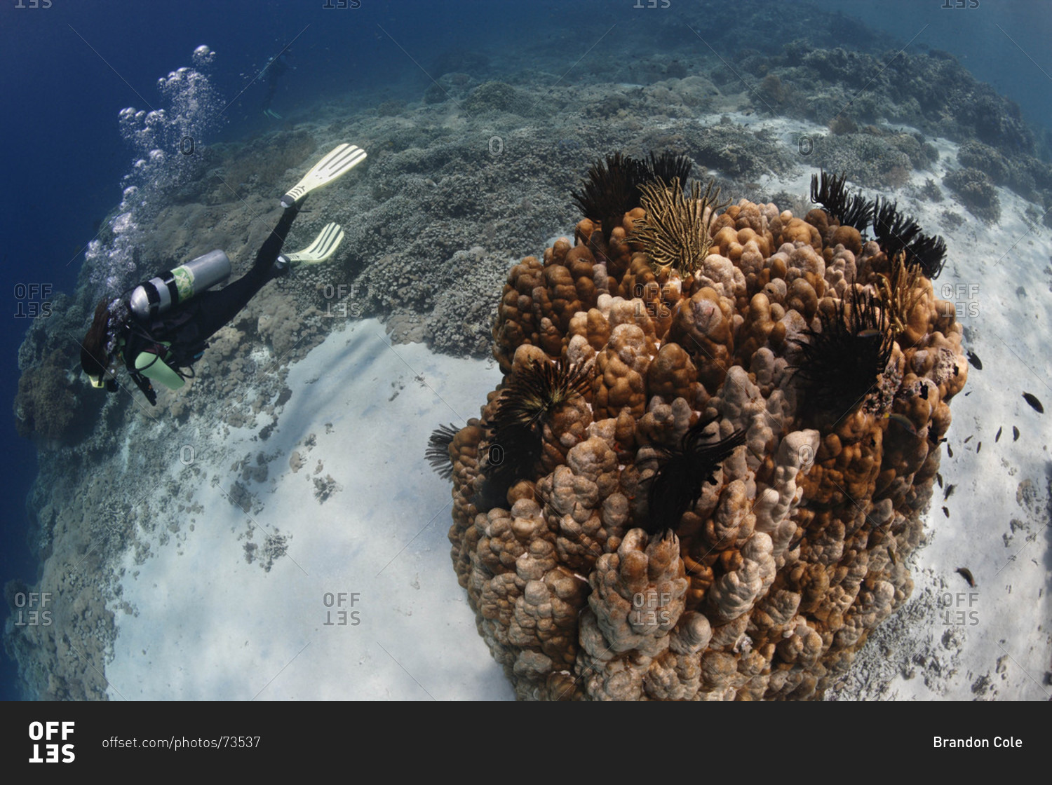 Scuba diver swims along coral reef, tropical Indo-Pacific Ocean region