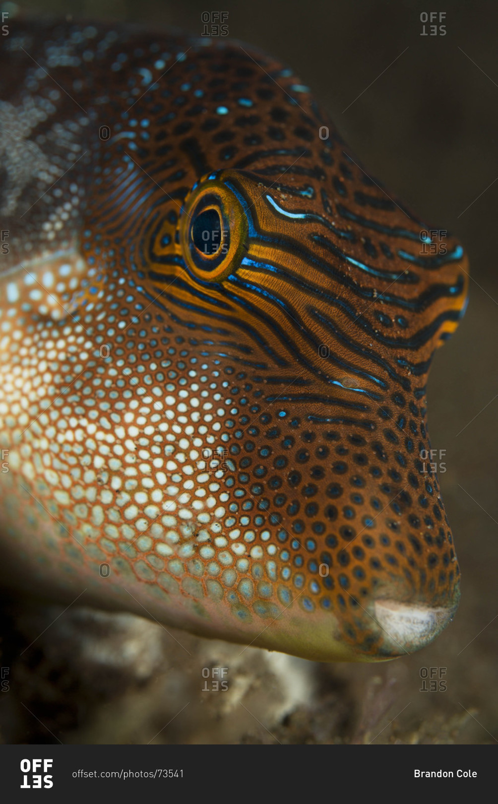 Close-up of underwater portrait of puffer fish, tropical Indo-Pacific Ocean region-