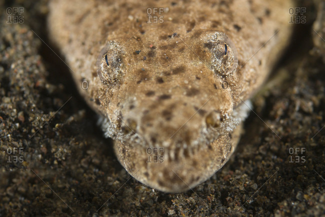Stargazer Snake Eel buried in sand, tropical Indo-Pacific Ocean region