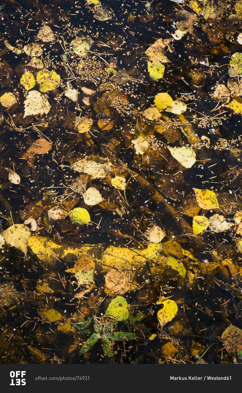 Birch leaves and pine-needles floating on tarn