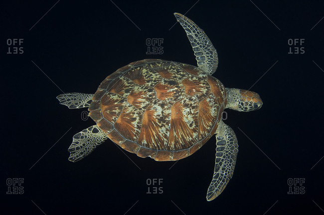 6,759 Turtle Shell Stock Photos, High-Res Pictures, and Images