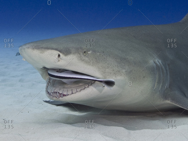lemon shark mouth