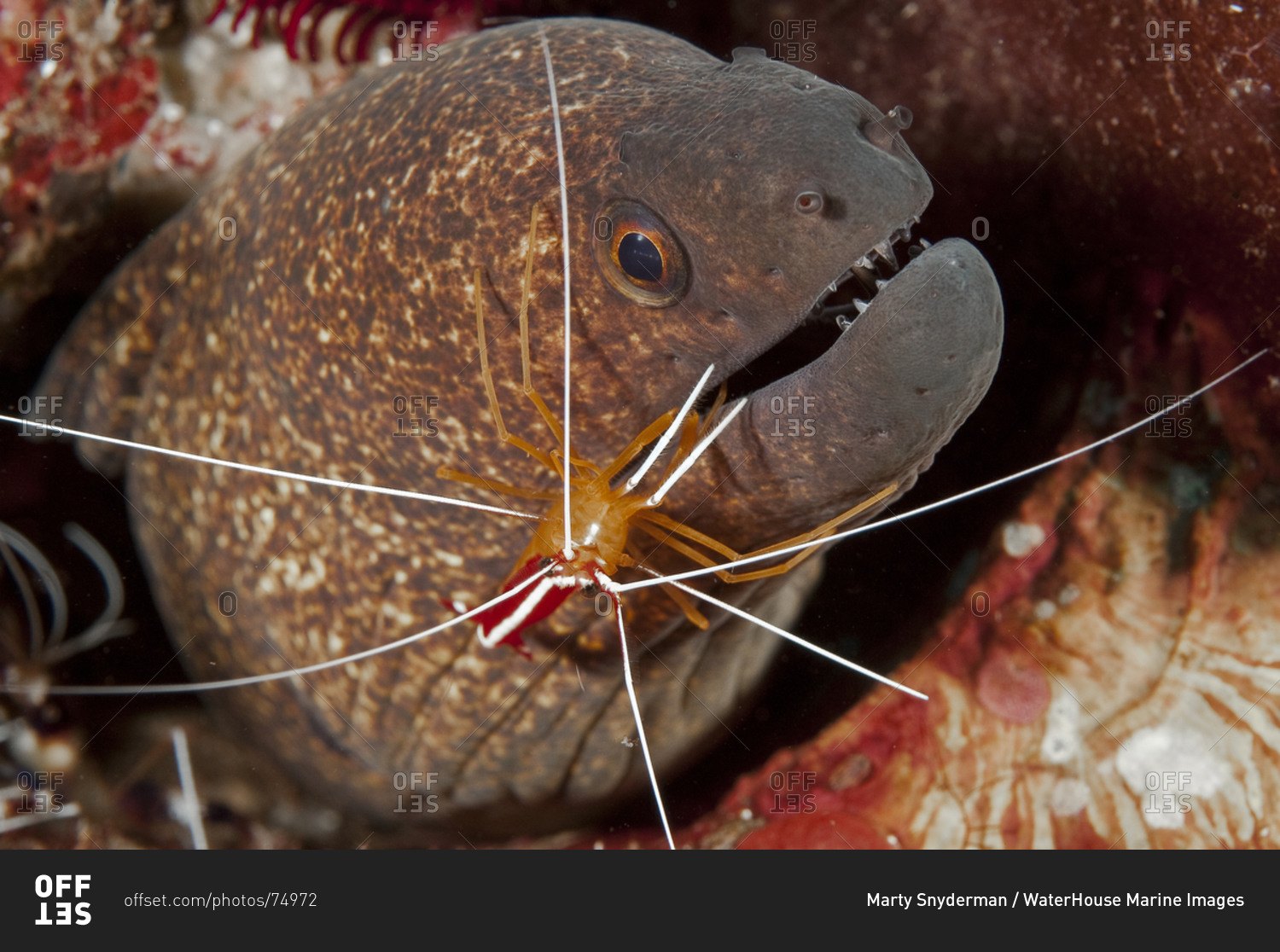 A Scarlet cleaner shrimp moves parasites and scavenges for food near