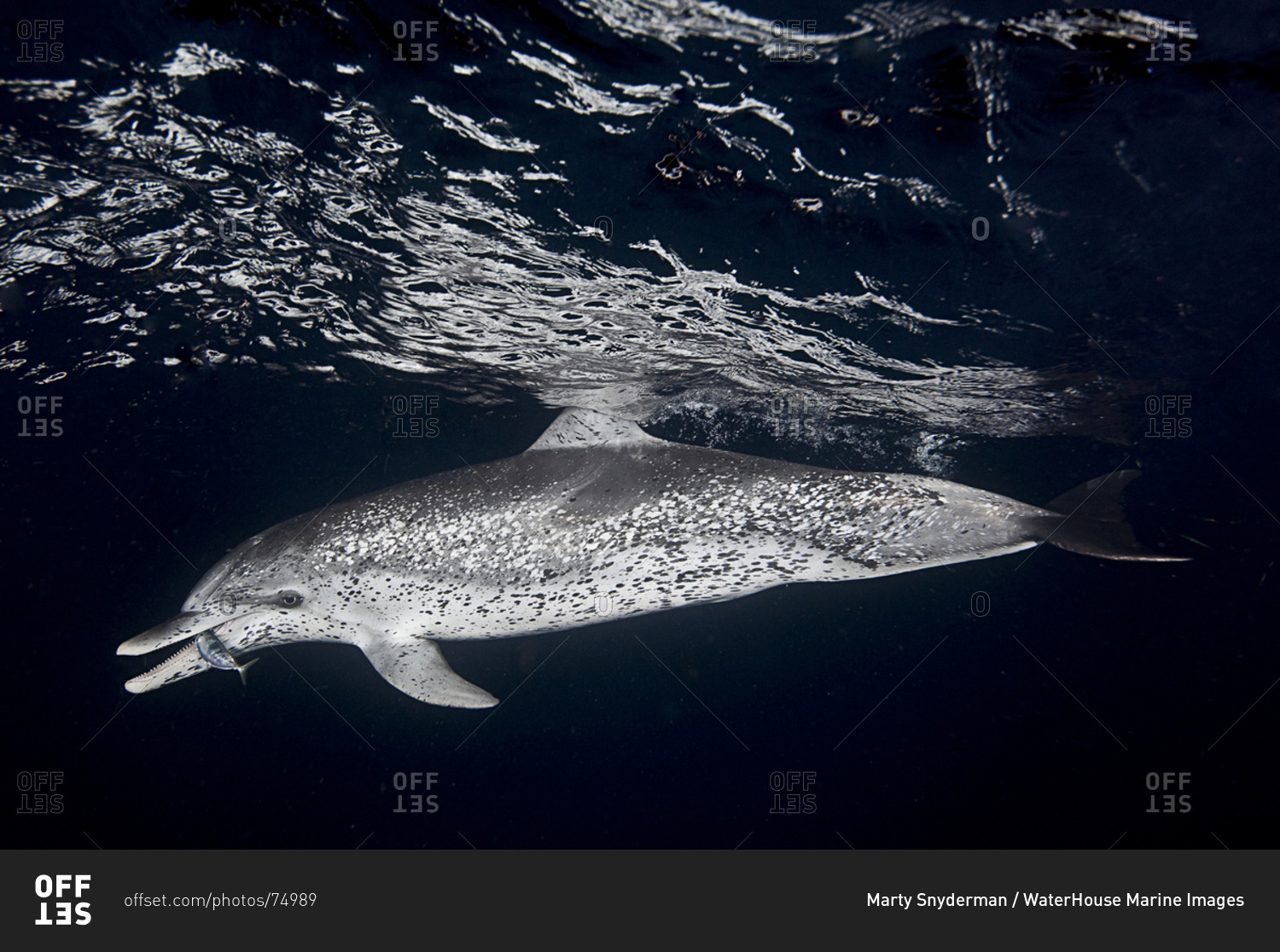 Большелобое. Atlantic spotted Dolphin Stenella frontalis. Cetaceans. Spotted Dolphin.