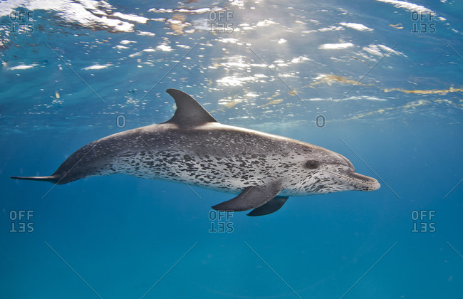 Spotted dolphin at the surface
