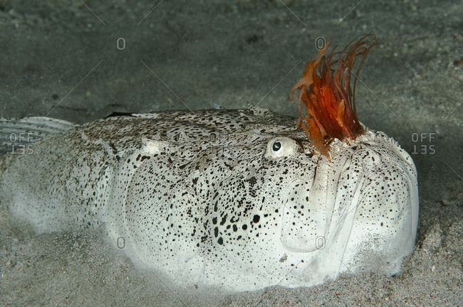 Close-up of a Whitemargin stargazer as it lies in wait for its' dinner