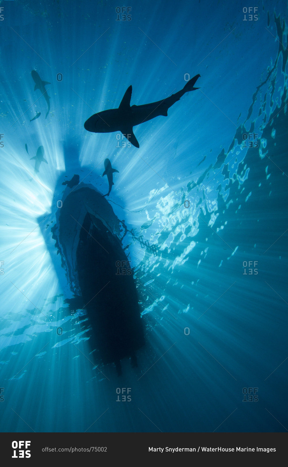 Outline of a sharks surrounding a boat, silhouetted against the ocean's surface and illuminated by sunbeams