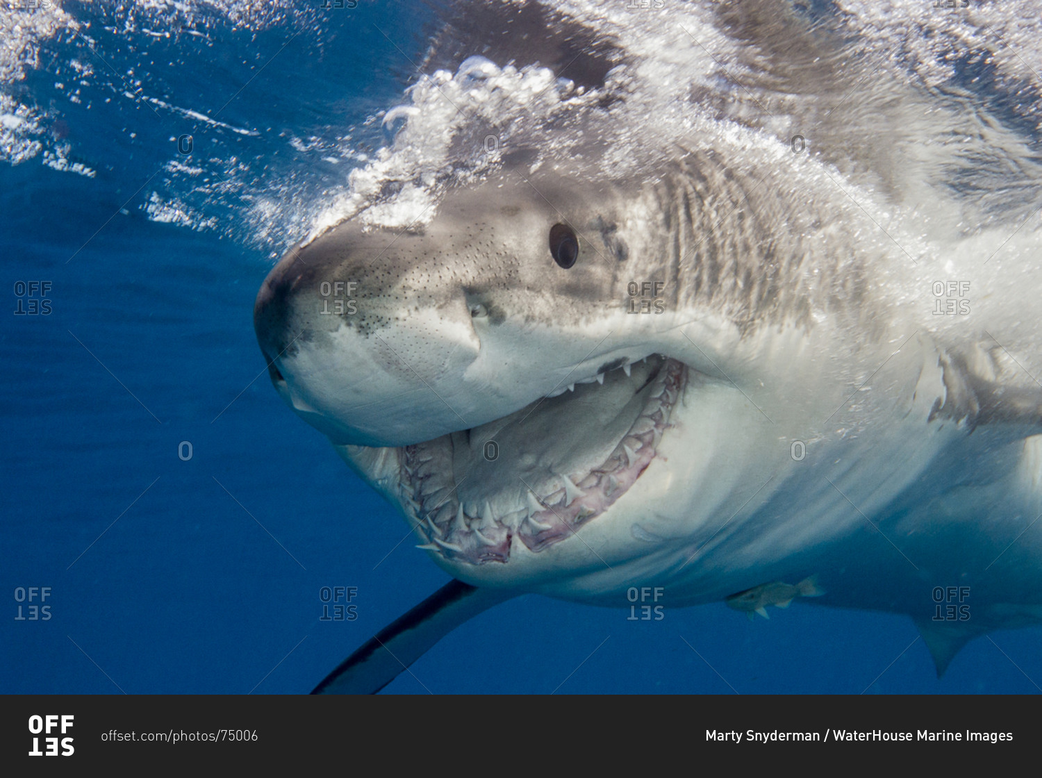 945 Cats V Sharks Stock Photos, High-Res Pictures, and Images - Getty Images
