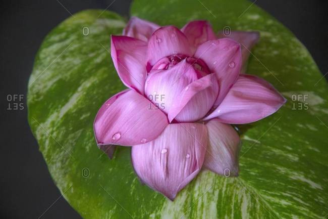A close up view of and Indian Lotus flower, National flower of India ...