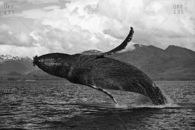 Humpback Whale (Megaptera novaeangliae) breaching