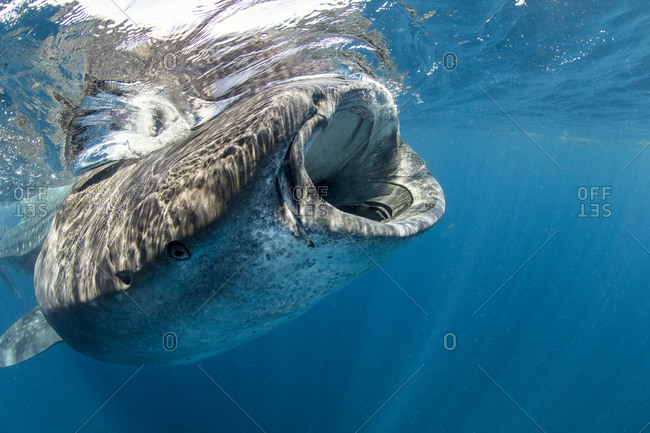 Whale Shark Rhincodon Typus Encounters Stock Photo Offset