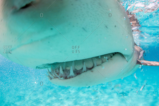 Close-up of the mouth and curved teeth of a Lemon shark (Negaprion brevirostris) as it bumps the underwater photographer