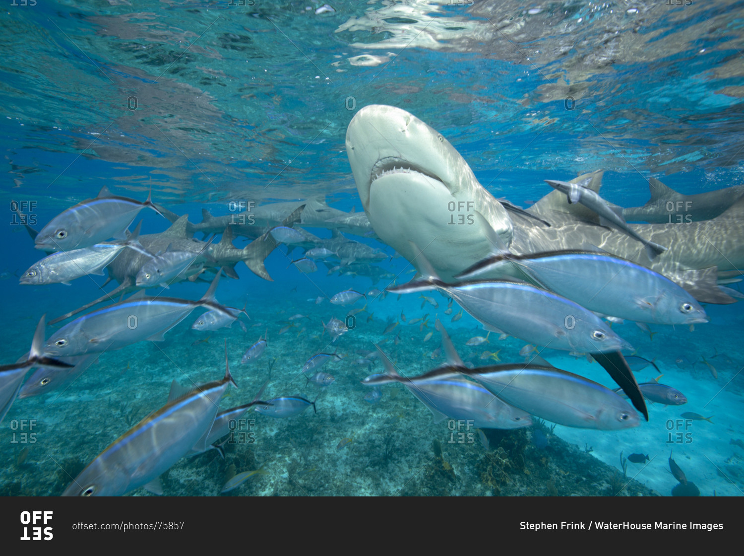 Shark feeding dive draws both Lemon sharks and schooling fish in search of an easy meal