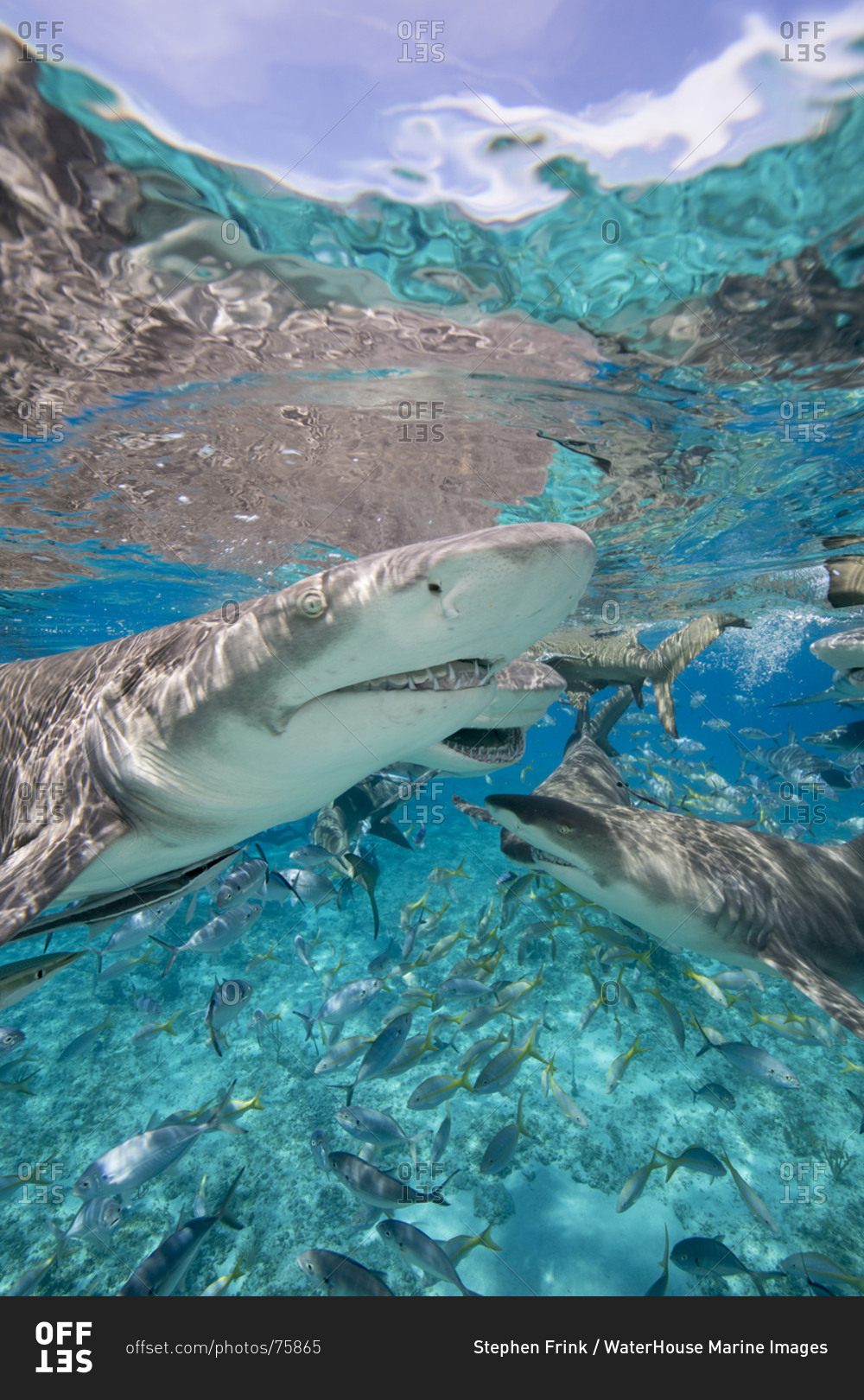 Lemon sharks go after during a staged shark feeding