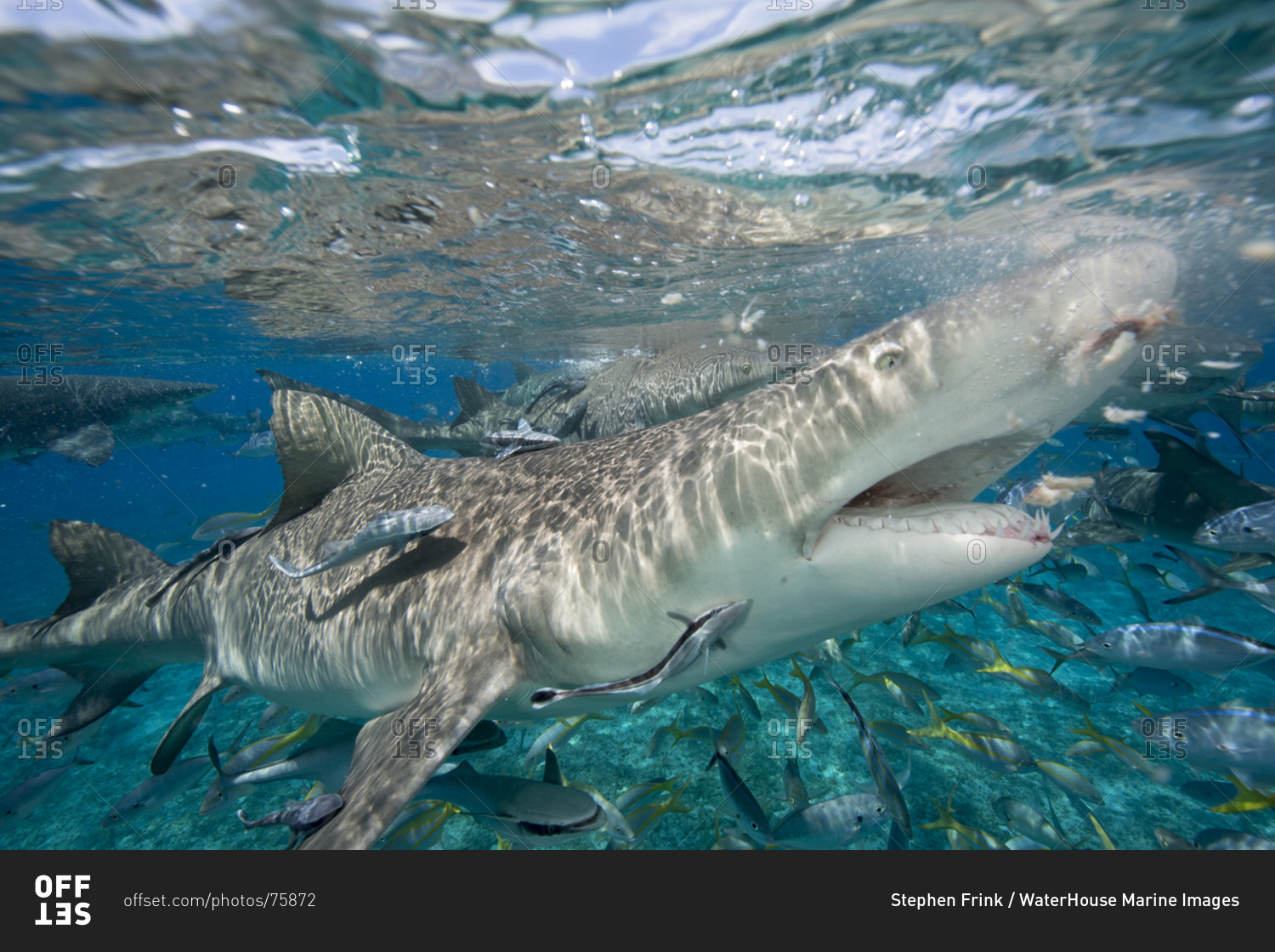 Lemon shark ready to chomp  during a staged shark feeding dive