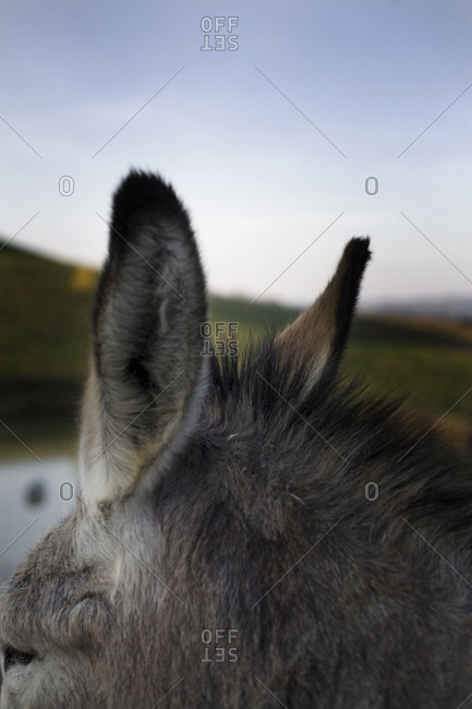 Close-up of a donkey's ears