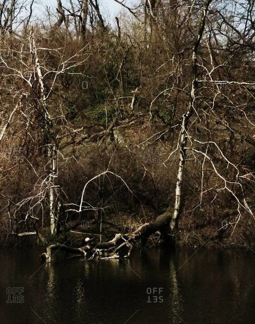 Bare trees on the riverbank