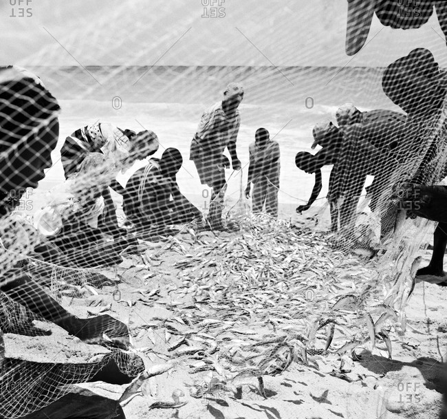 Fishermen along the Northern Kenyan coast sorting out there catch  from the nets