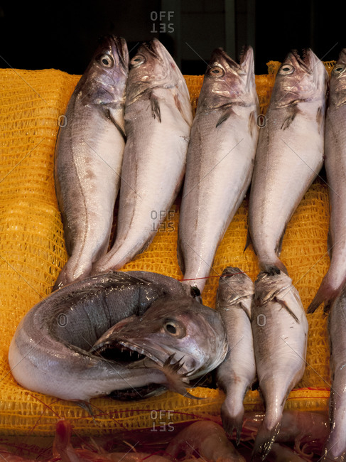 Daily catch of fish at the fish market