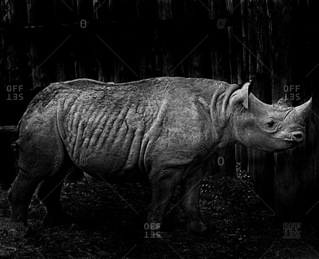 Rhinoceros stock photo - OFFSET