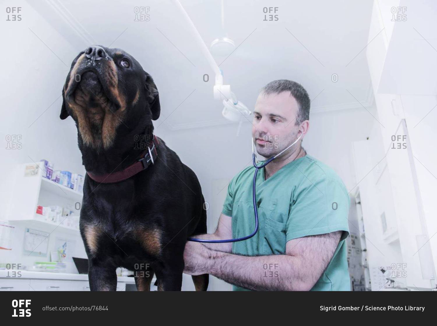 Vet examining a dog