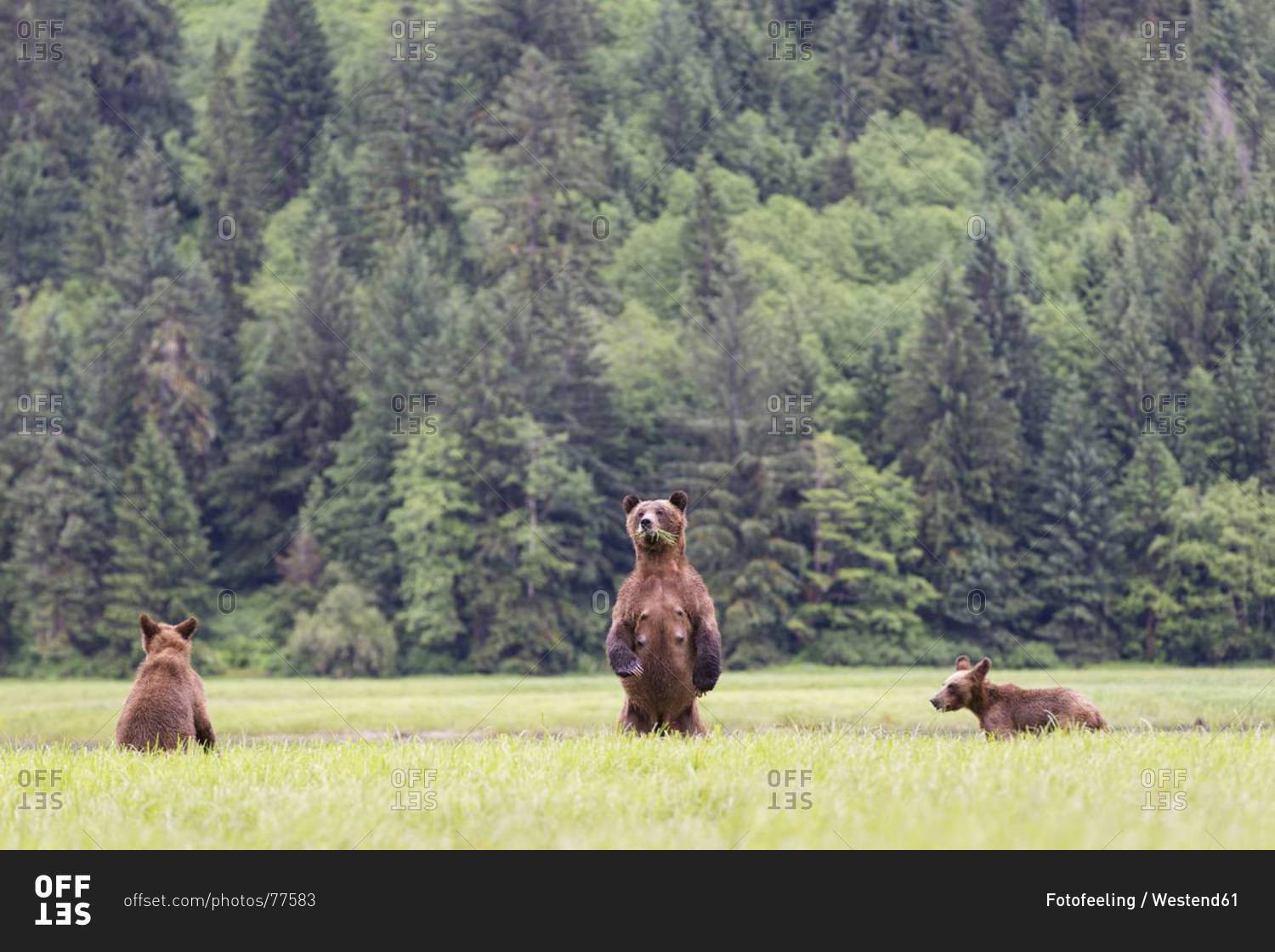 Grizzly bears eating grass