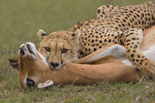 Female Adult Cheetah, Strangling a Female Impala, Maasai Mara National Reserve, Kenya, Africa