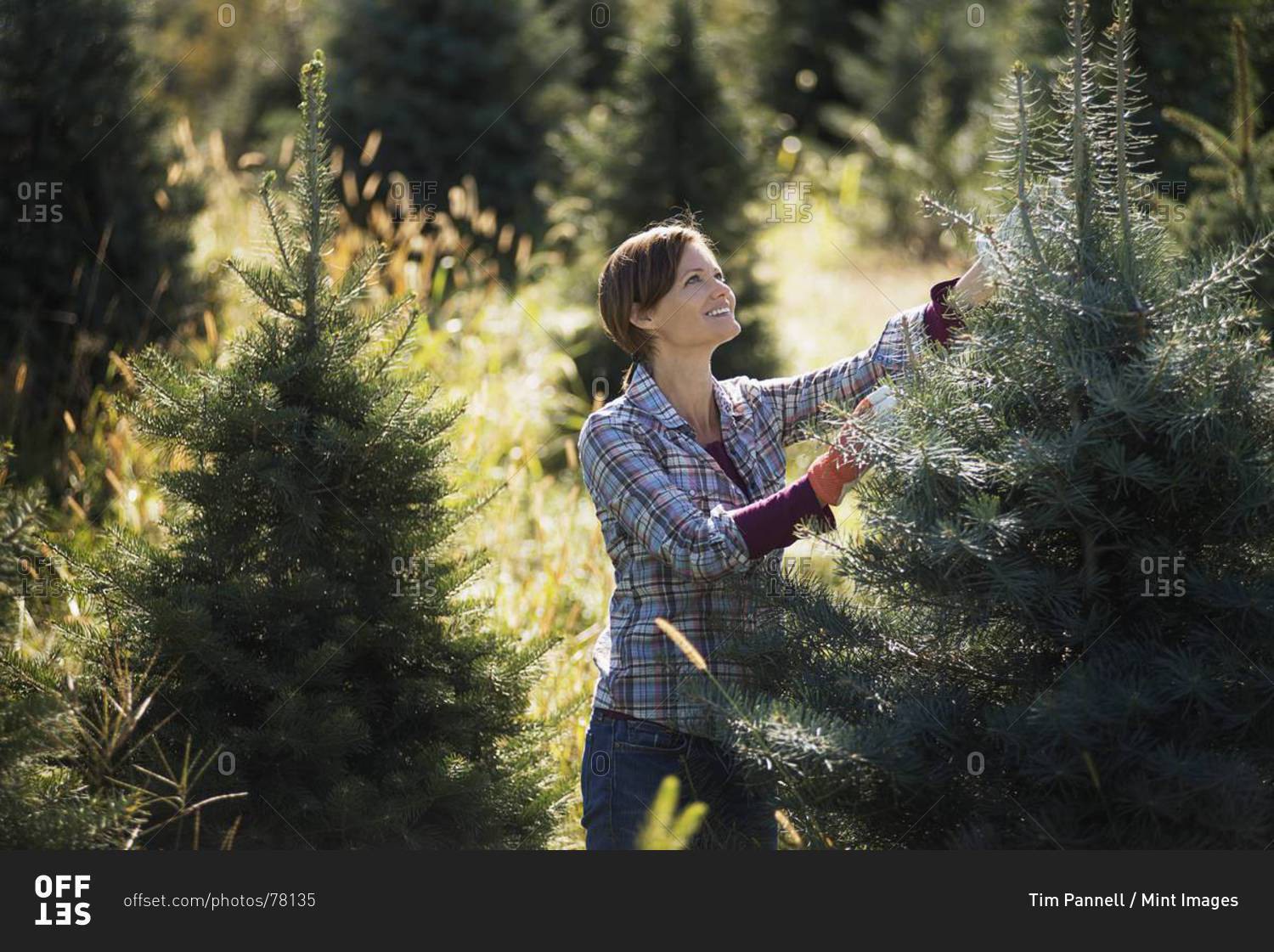 Woman pruning organic fir trees in plantation