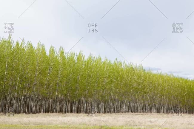 Poplar tree plantation, a tree nursery, Oregon, USA
