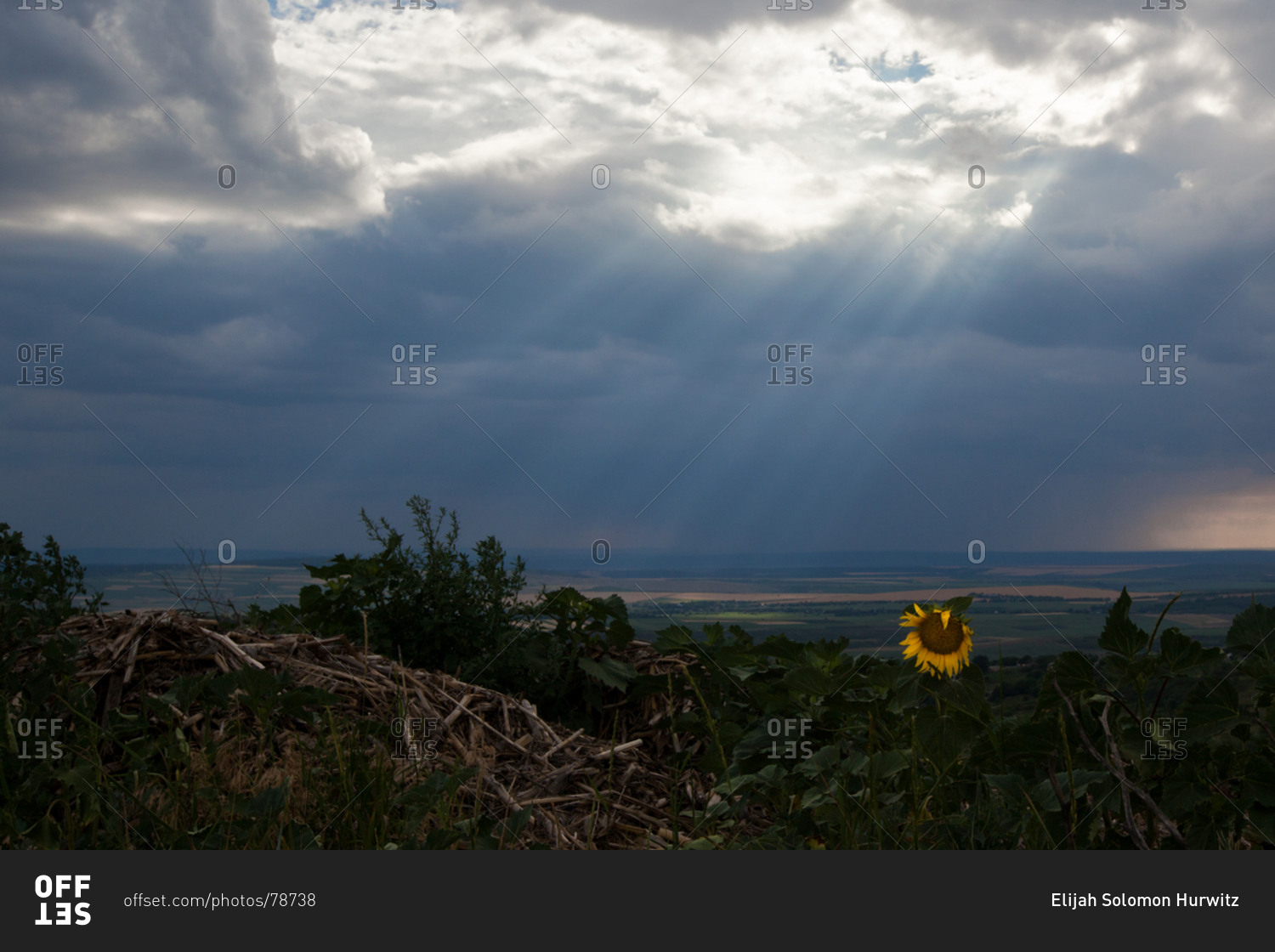 The sun shines on a sunflower in Moldova's first national park