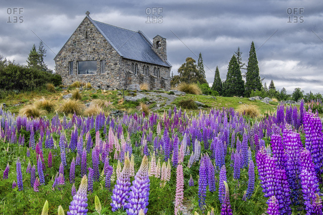 Lake Tekapo Church With Lupins New Zealand Stock Photo Offset