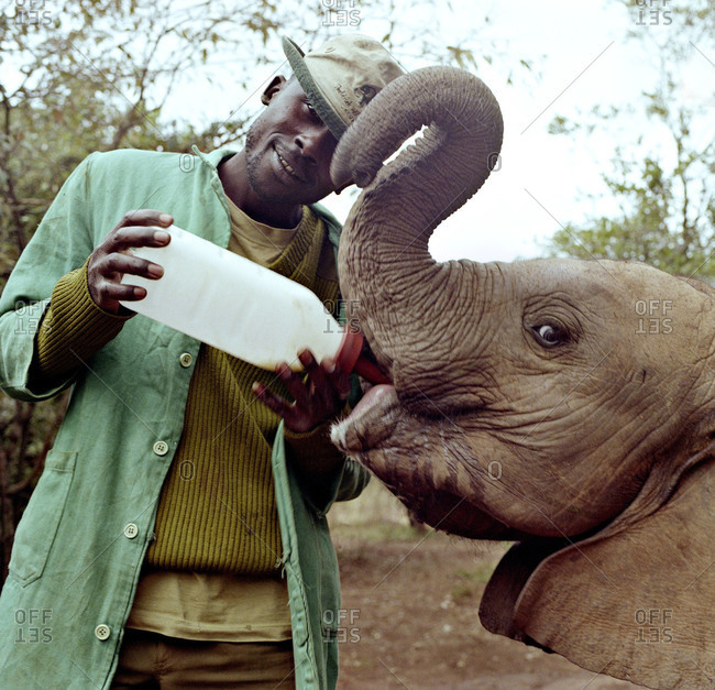 Man feeding a baby elephant by bottle in the Kenyan elephant orphanage, Nairobi