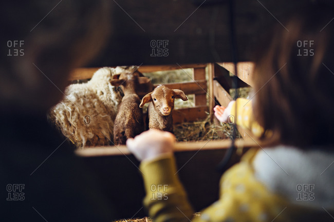 Little girl looking at a lamb