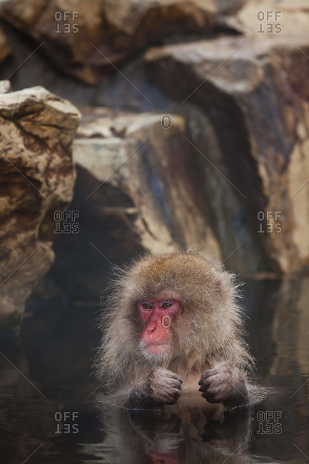 Japanese macaque (Macaca fuscata)/ Snow monkey, Joshin-etsu National Park, Honshu, Japan