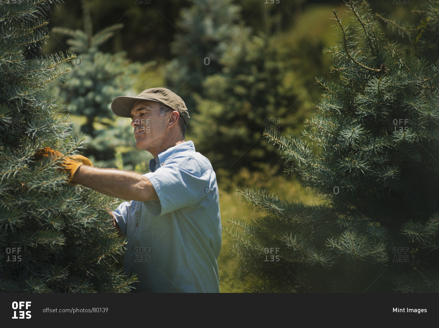 A man wearing protective gloves clipping and pruning a crop of conifers, pine trees in a plant nursery