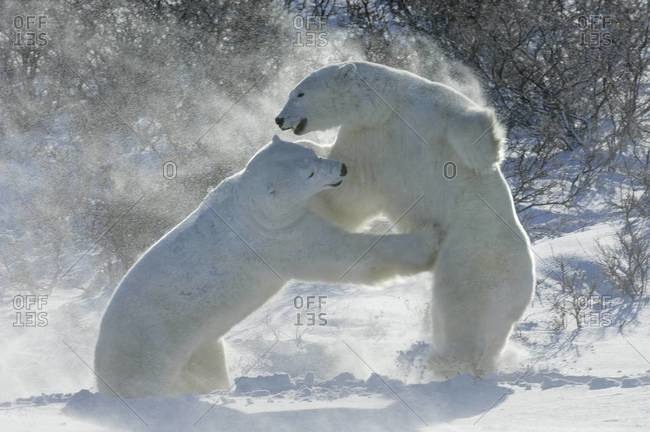 Polar bears in the wild Two animals wrestling each other.