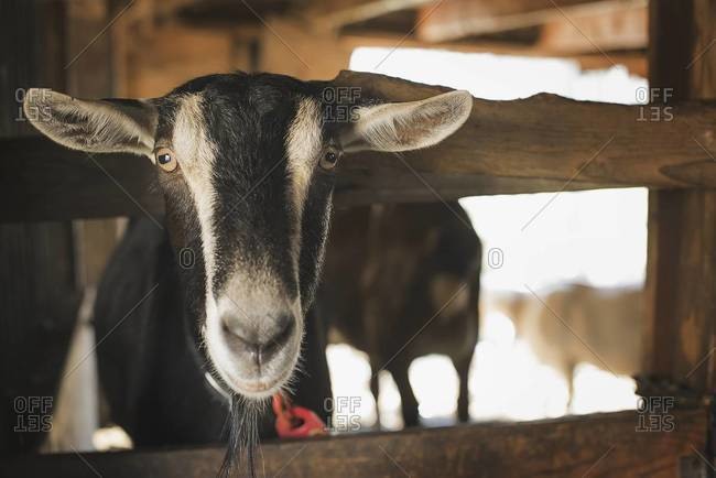 A farm animal on a farm. A goat in a pen.