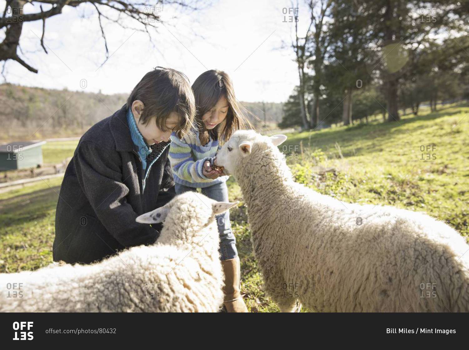 Two children at an animal sanctuary, in a paddock feeding two sheep.