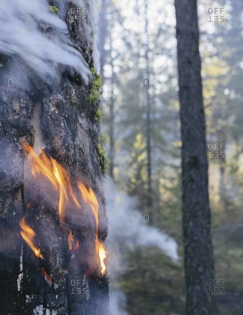 A controlled forest burn, a deliberate fire set to create a healthier and more sustainable forest ecosystem.