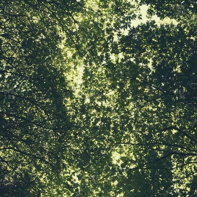 The tree canopy of big maple trees with lush green leaves, viewed from the ground.