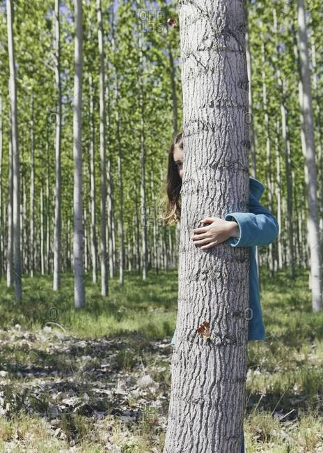Ten year old girl peering behind commercially grown poplar tree on large tree farm, near Pendleton