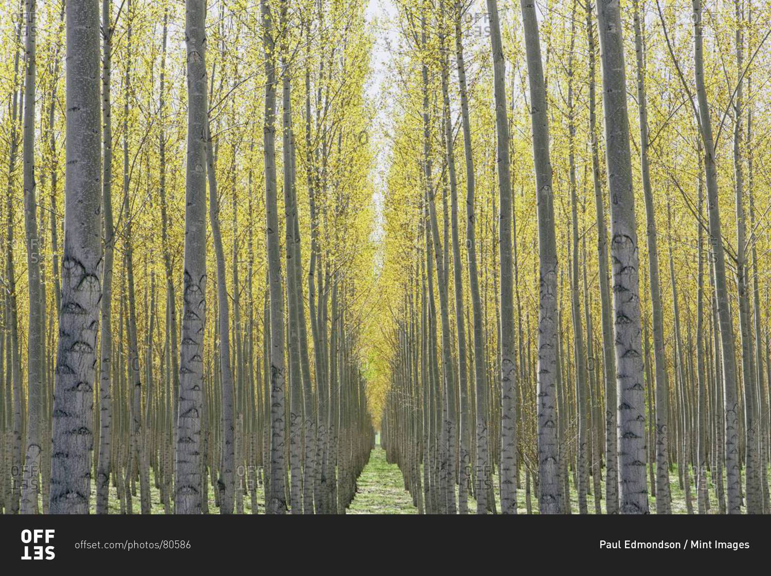 Rows of commercially grown poplar trees on a tree farm, near Pendleton, Oregon.
